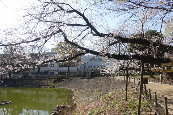 旧三井文庫 桜
