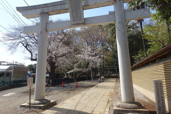 目黒区 神社 桜