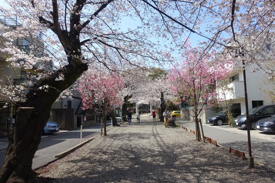碑文谷八幡宮 桜並木