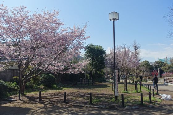碑文谷公園桜フェスティバル