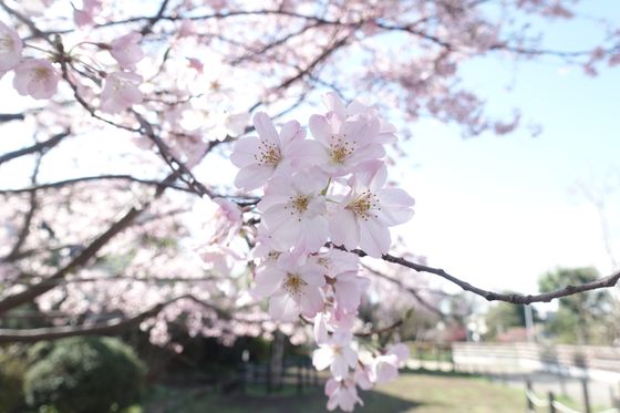 目黒区 公園 桜