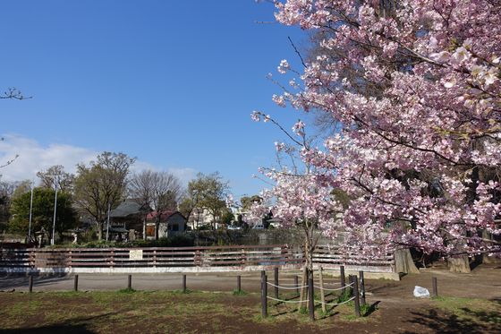 碑文谷公園 桜
