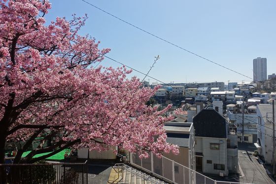 神奈川県 神の木公園 河津桜