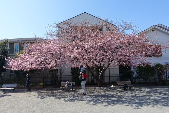 神奈川県 大曽根第二公園 河津桜