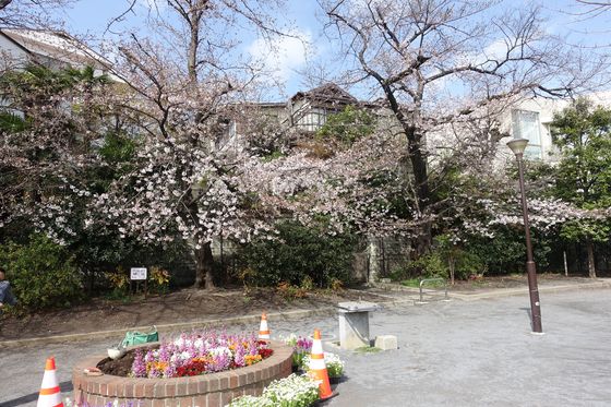 小池公園 桜