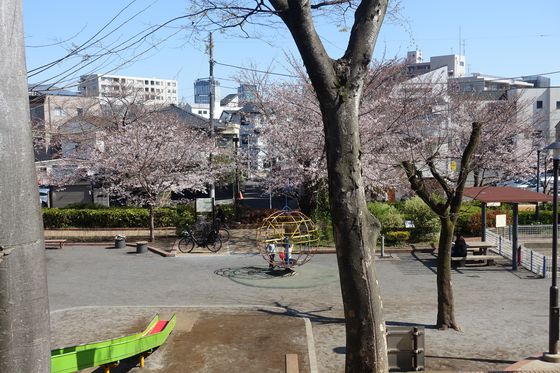 駒繋公園 桜
