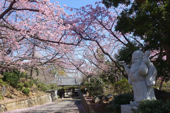 興禅寺 桜