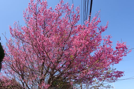高田 早咲きの桜