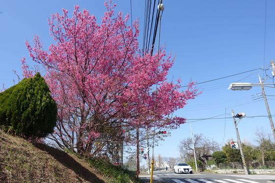 港北区 早咲きの桜