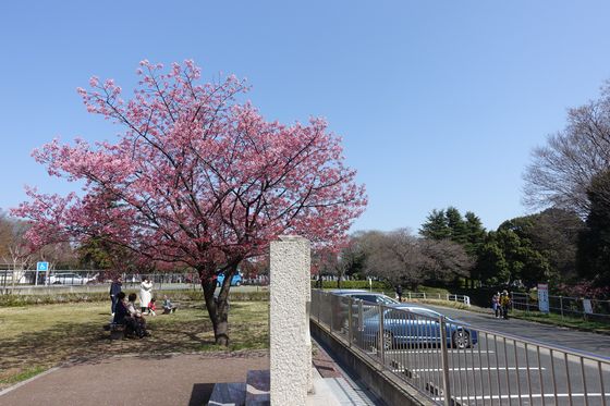 神奈川県 陽光桜