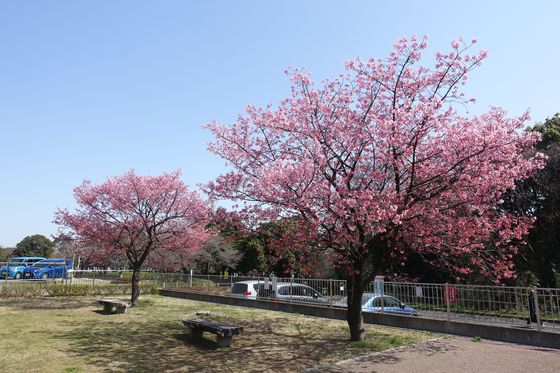 緑ヶ丘霊園 陽光桜