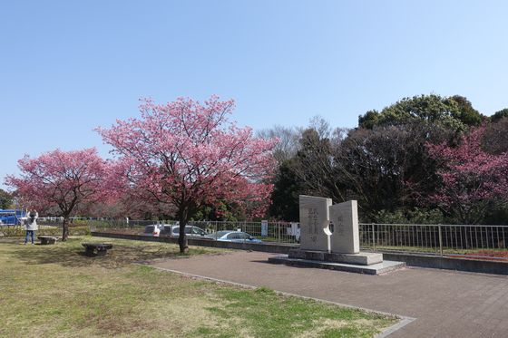 津田山 陽光桜