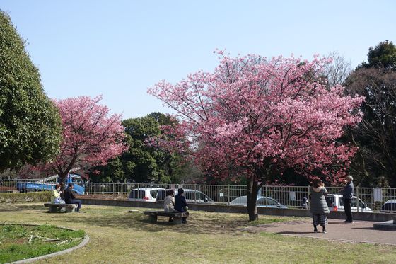 陽光桜 緑ヶ丘霊園