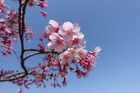 川崎市 陽光桜