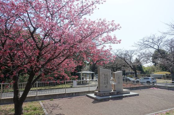 高津区 陽光桜