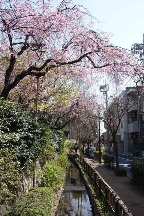 密蔵院 多摩川 しだれ桜