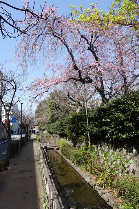 六郷用水 枝垂桜