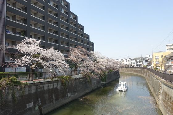 呑川 大平橋 桜