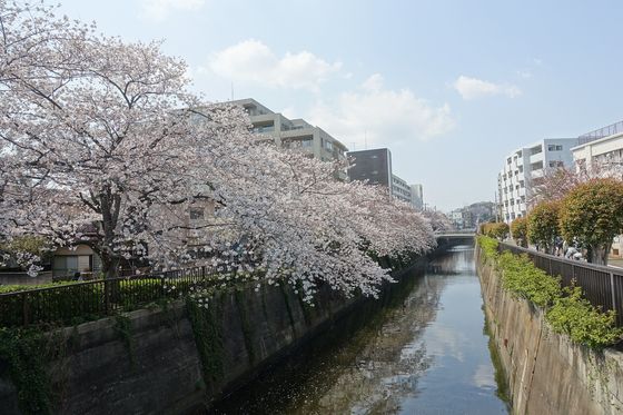 呑川 大田区 桜