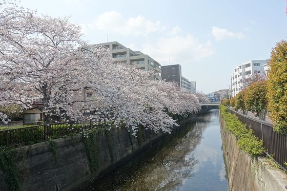 日蓮橋 桜