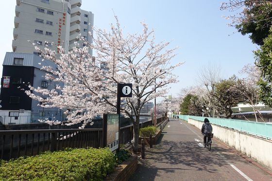 呑川 菖蒲橋 桜