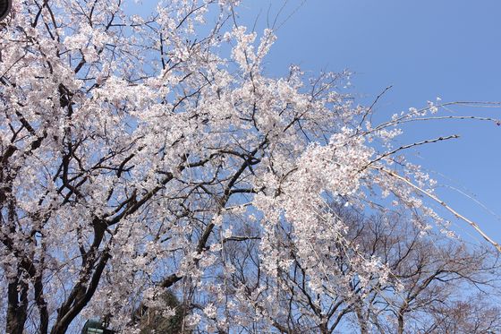 西蔵寺 宮前区 しだれ桜