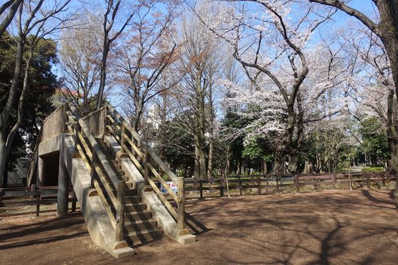 世田谷公園 桜