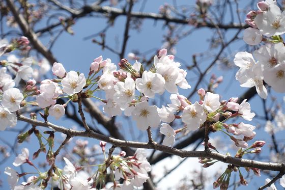 目黒 公園 桜