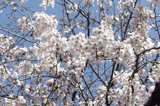 下馬中央公園桜まつり