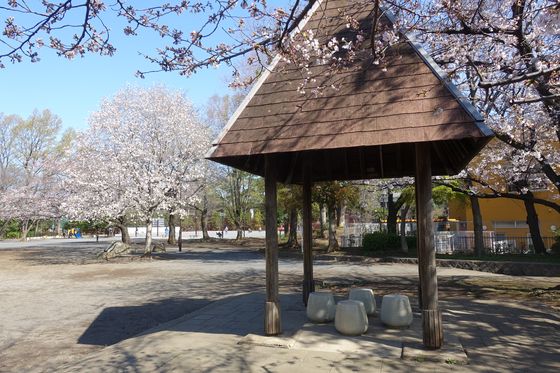 下馬中央公園 桜