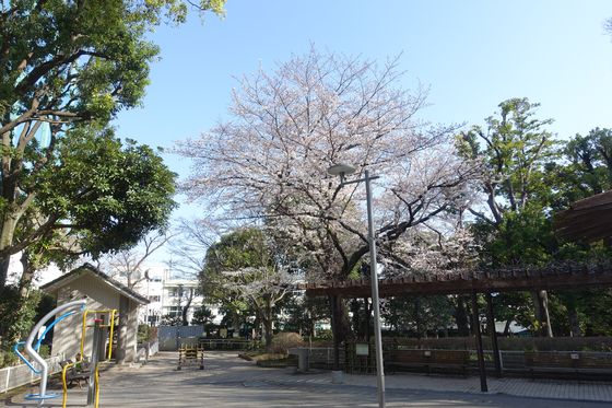 品川区 公園 桜