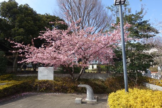 東京 やくも街かど公園 河津桜