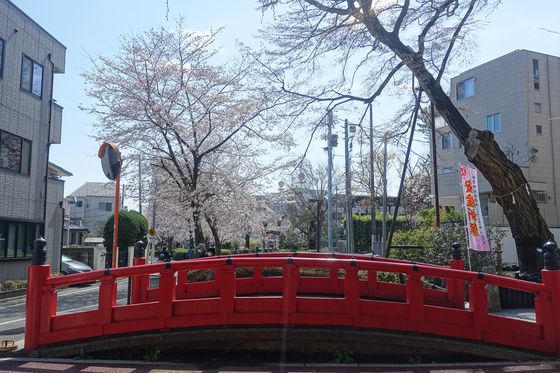 駒繋神社 桜
