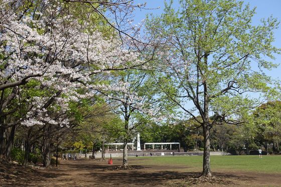 平和の森公園 平和広場 桜
