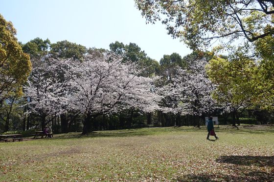 平和の森公園 見晴らし広場 桜