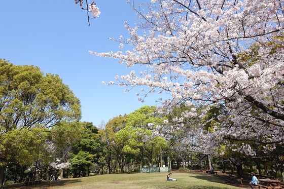 平和の森公園 桜