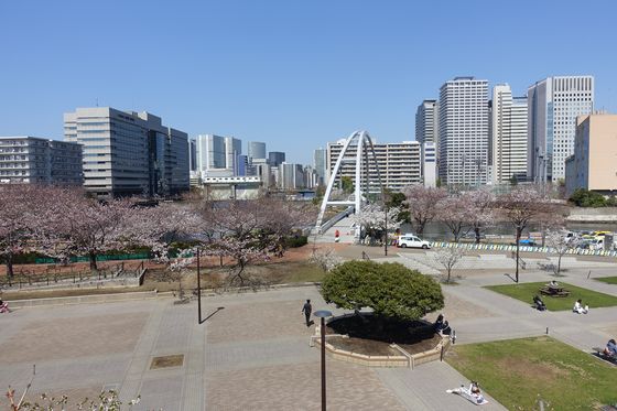 東品川海上公園 桜