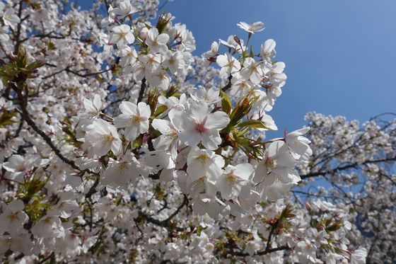 東品川海上公園 桜 現在