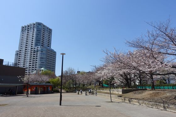 桜 東品川海上公園