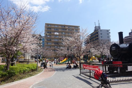 東品川 桜