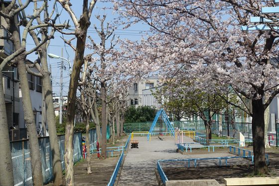 大森 公園 桜