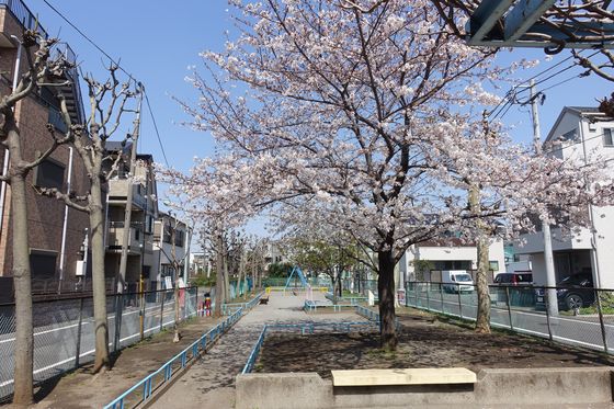 貴船堀公園 桜