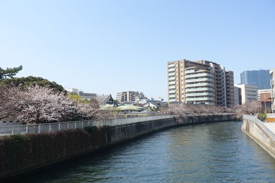 目黒川 東海橋 桜