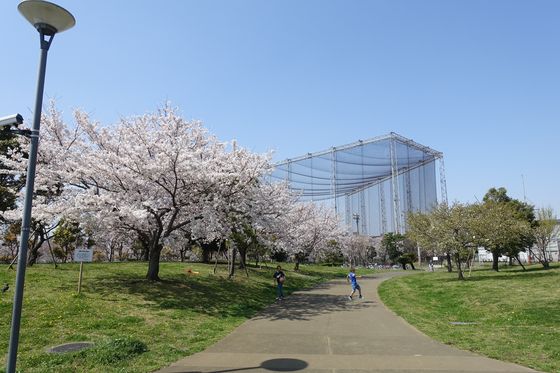 大田区 公園 桜