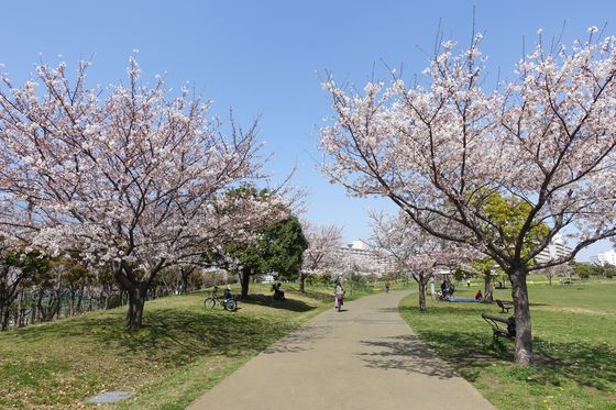 大森ふるさとの浜辺公園 桜
