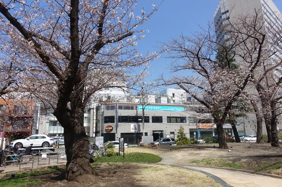鮫洲駅 桜