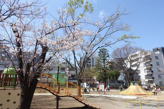 鮫洲運動公園 桜