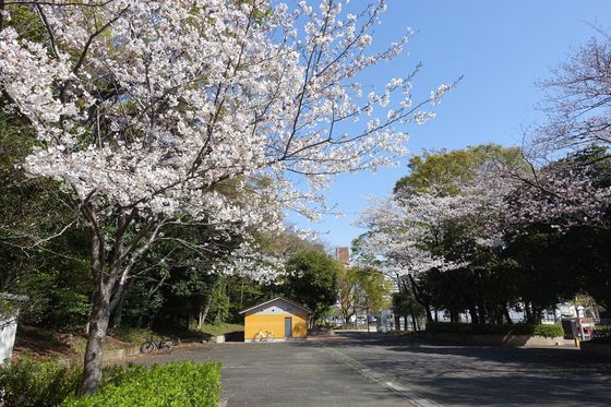 大井ふ頭中央海浜公園 桜