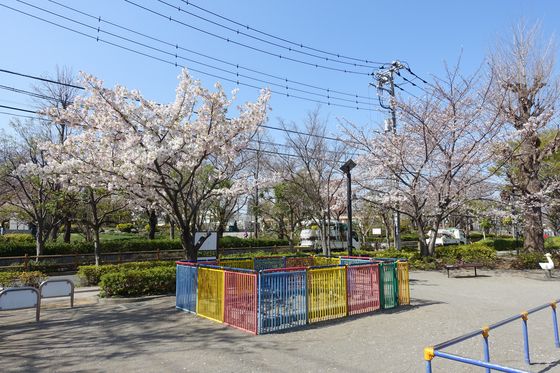 下神明駅 桜