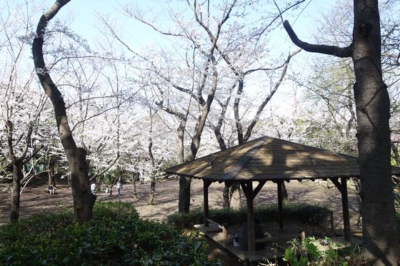 立会川 桜